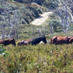 Equus caballus (Brumby, Wild Horse) at Pilot Wilderness, NSW - 19 Feb 2022 by jb2602