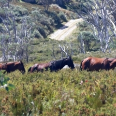 Equus caballus (Brumby, Wild Horse) at Kosciuszko National Park - 19 Feb 2022 by jb2602