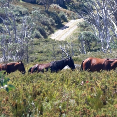 Equus caballus (Brumby, Wild Horse) at Kosciuszko National Park - 19 Feb 2022 by jb2602