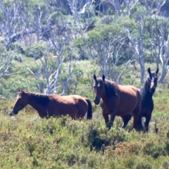 Equus caballus at Pilot Wilderness, NSW - suppressed