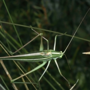 Tinzeda albosignata at Pilot Wilderness, NSW - 19 Feb 2022