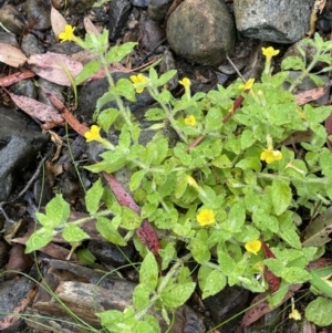 Erythranthe moschata at Cotter River, ACT - 23 Feb 2022