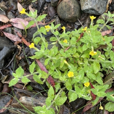 Erythranthe moschata (Musk) at Cotter River, ACT - 22 Feb 2022 by JaneR