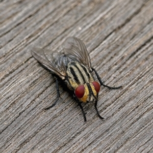 Sarcophaga sp. (genus) at Weston, ACT - 23 Feb 2022 10:04 AM