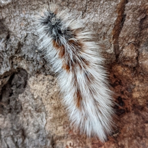 Anthela varia at Stromlo, ACT - 23 Feb 2022