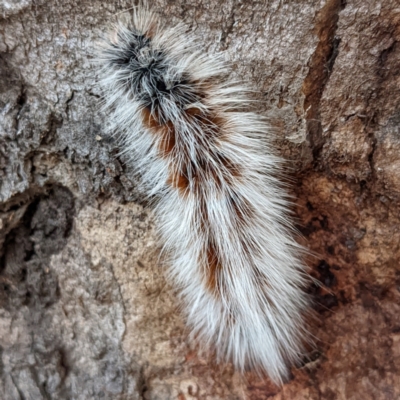 Anthela varia (Hairy Mary) at Stromlo, ACT - 23 Feb 2022 by HelenCross