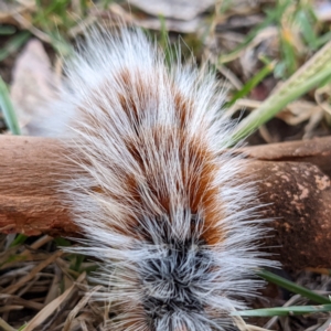 Anthela varia at Stromlo, ACT - 23 Feb 2022