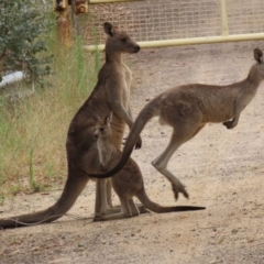 Macropus giganteus at Booth, ACT - 22 Feb 2022