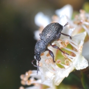 Curculionidae (family) at Cotter River, ACT - 22 Feb 2022