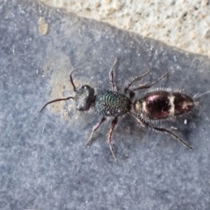 Aglaotilla sp. (genus) at Murrumbateman, NSW - 23 Feb 2022