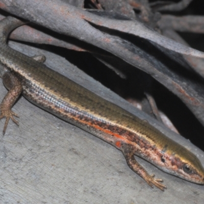 Pseudemoia entrecasteauxii (Woodland Tussock-skink) at Crackenback, NSW - 19 Feb 2022 by Harrisi