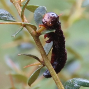 Perginae sp. (subfamily) at Booth, ACT - 22 Feb 2022 01:47 PM