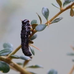 Perginae sp. (subfamily) at Booth, ACT - 22 Feb 2022 01:47 PM