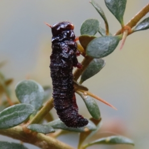 Perginae sp. (subfamily) at Booth, ACT - 22 Feb 2022 01:47 PM