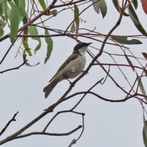 Melithreptus lunatus at Booth, ACT - 22 Feb 2022