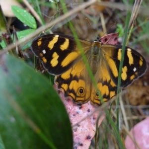 Heteronympha banksii at Cotter River, ACT - suppressed