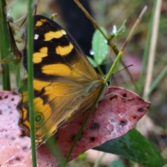 Heteronympha banksii at Cotter River, ACT - suppressed