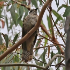 Cacomantis variolosus (Brush Cuckoo) at Booth, ACT - 22 Feb 2022 by RodDeb