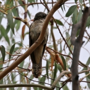 Cacomantis variolosus at Booth, ACT - 22 Feb 2022