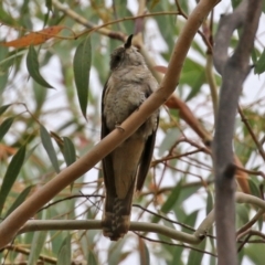 Cacomantis variolosus at Booth, ACT - 22 Feb 2022