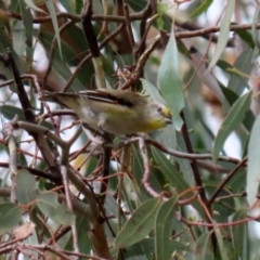 Pardalotus striatus (Striated Pardalote) at Booth, ACT - 22 Feb 2022 by RodDeb