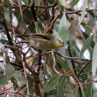 Pardalotus striatus (Striated Pardalote) at Booth, ACT - 22 Feb 2022 by RodDeb