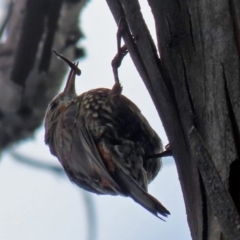 Cormobates leucophaea (White-throated Treecreeper) at Namadgi National Park - 22 Feb 2022 by RodDeb