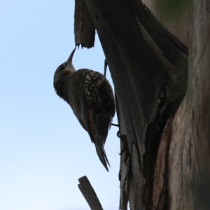 Cormobates leucophaea at Booth, ACT - 22 Feb 2022