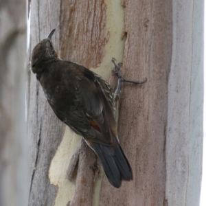 Cormobates leucophaea at Booth, ACT - 22 Feb 2022