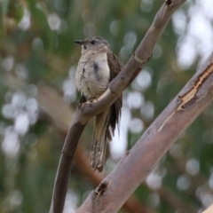 Cacomantis variolosus at Booth, ACT - 22 Feb 2022 02:10 PM