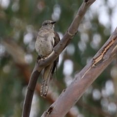 Cacomantis variolosus at Booth, ACT - 22 Feb 2022 02:10 PM