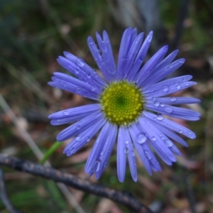 Brachyscome spathulata at Cotter River, ACT - 23 Feb 2022