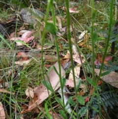 Brachyscome spathulata at Cotter River, ACT - 23 Feb 2022