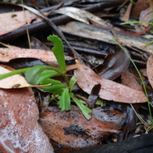 Brachyscome spathulata at Cotter River, ACT - 23 Feb 2022