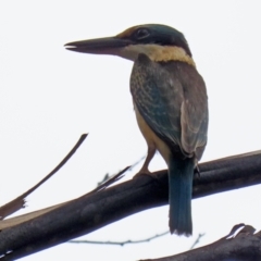 Todiramphus sanctus (Sacred Kingfisher) at Booth, ACT - 22 Feb 2022 by RodDeb