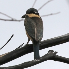 Todiramphus sanctus at Booth, ACT - 22 Feb 2022 01:36 PM