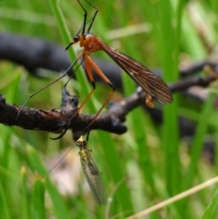 Harpobittacus australis (Hangingfly) at Cotter River, ACT - 23 Feb 2022 by Miranda