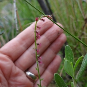 Gonocarpus tetragynus at Paddys River, ACT - 23 Feb 2022