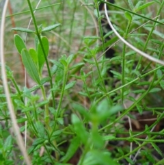 Gonocarpus tetragynus at Paddys River, ACT - 23 Feb 2022