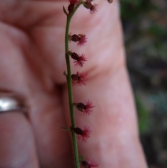 Gonocarpus tetragynus at Paddys River, ACT - 23 Feb 2022