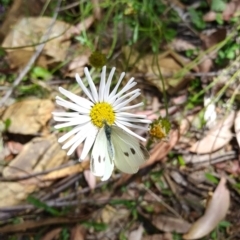 Pieris rapae (Cabbage White) at Cotter River, ACT - 21 Feb 2022 by HelenJ