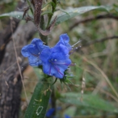 Echium vulgare (Vipers Bugloss) at Paddys River, ACT - 22 Feb 2022 by Miranda