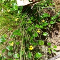 Goodenia hederacea subsp. alpestris at Cotter River, ACT - 21 Feb 2022 by HelenJ