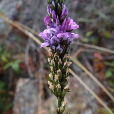 Cullen microcephalum (Dusky Scurf-pea) at Paddys River, ACT - 23 Feb 2022 by Miranda