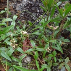 Cullen microcephalum at Paddys River, ACT - 23 Feb 2022