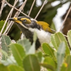 Entomyzon cyanotis (Blue-faced Honeyeater) at ANBG - 22 Feb 2022 by Lewisc