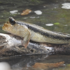 Unidentified Native Fish at Belgian Gardens, QLD - 16 Feb 2022 by HelenCross