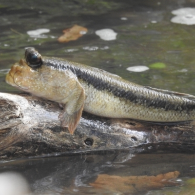 Periophthalmodon freycineti (Great Mud-hopper, Pug-headed mudskipper) at Belgian Gardens, QLD - 17 Feb 2022 by HelenCross