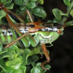 Chlorodectes montanus at Geehi, NSW - 22 Feb 2022