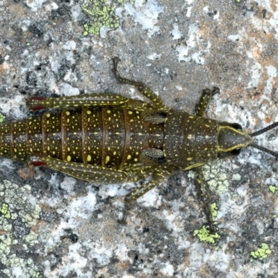 Monistria concinna (Southern Pyrgomorph) at Geehi, NSW - 22 Feb 2022 by jb2602